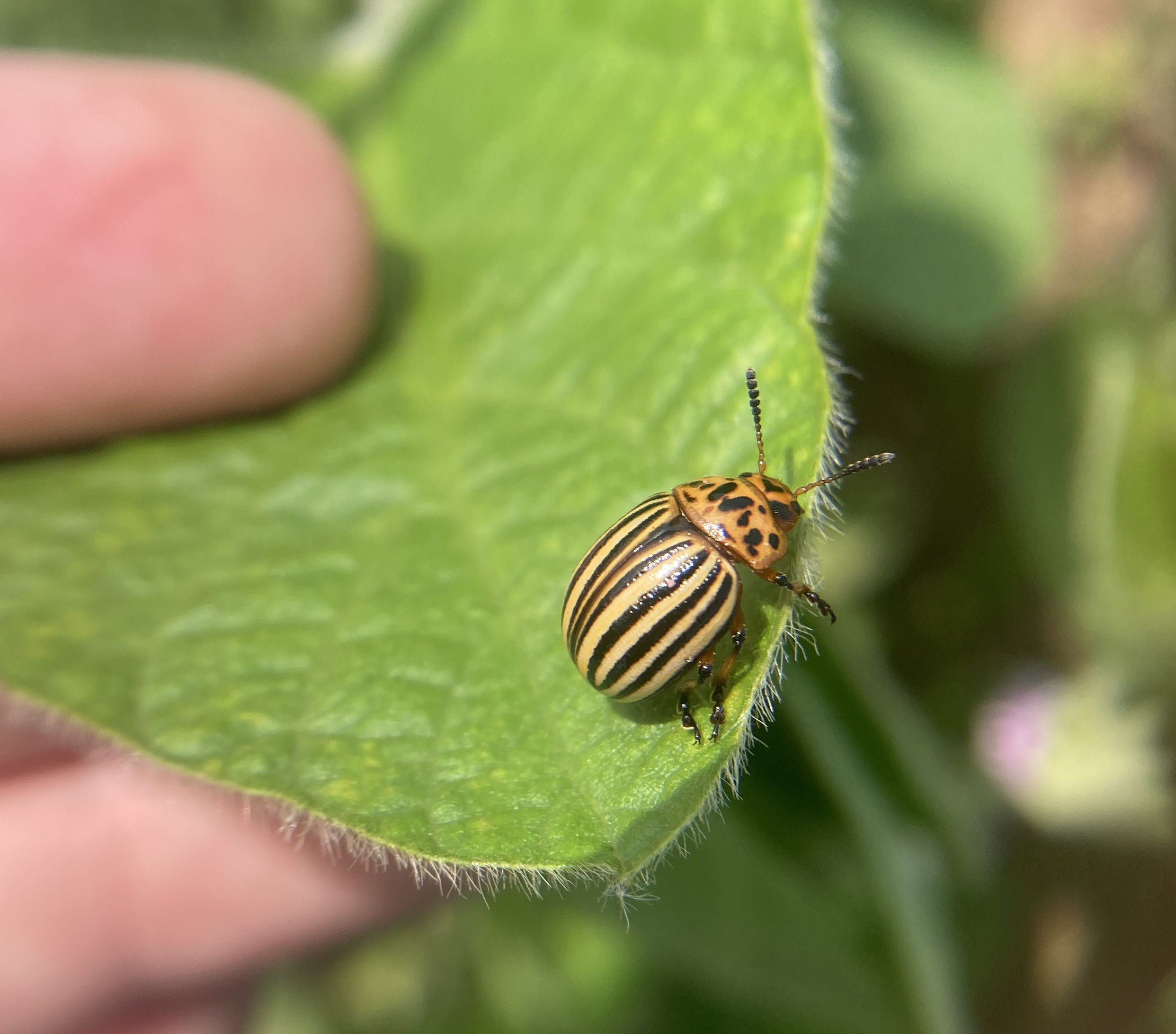 A small black and yellow striped insect on a leaf.